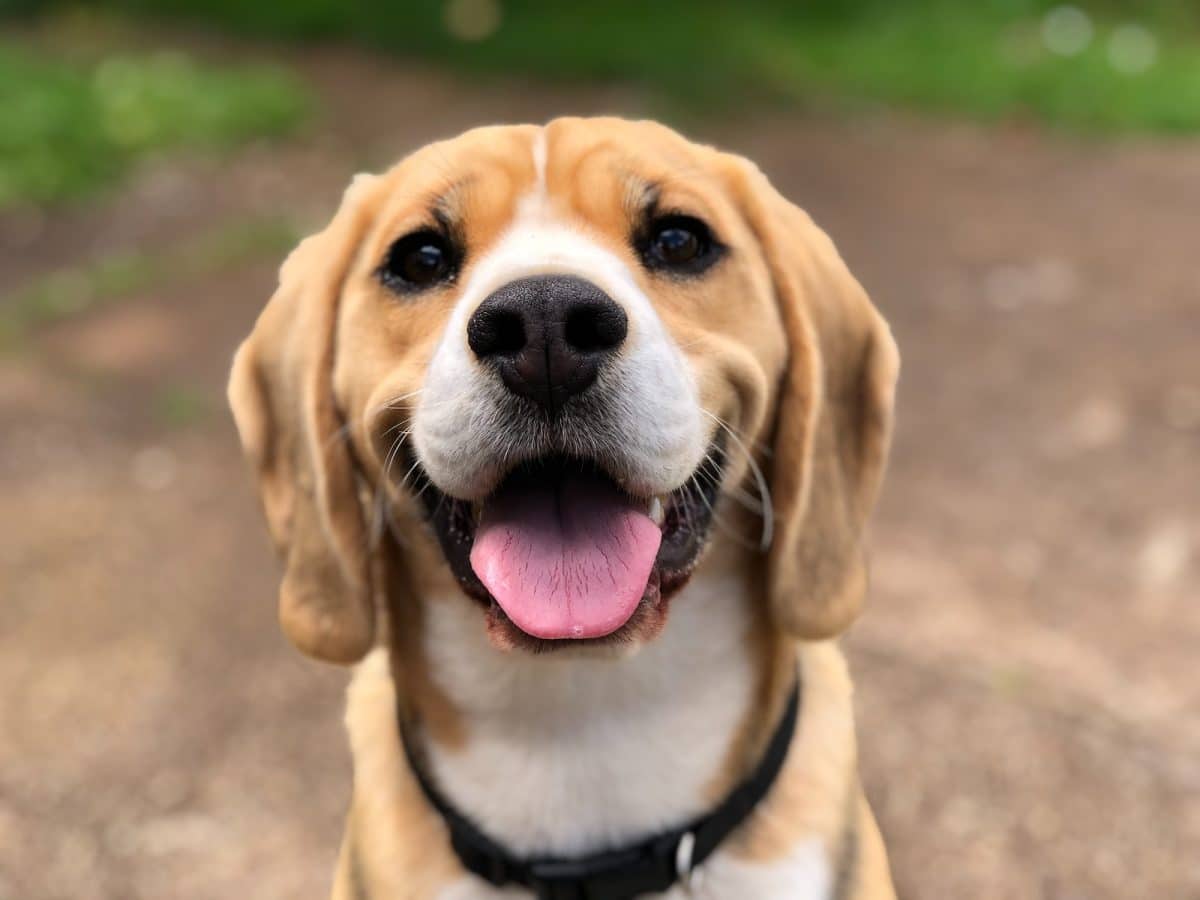 Pourquoi mon chien monte les escaliers ?