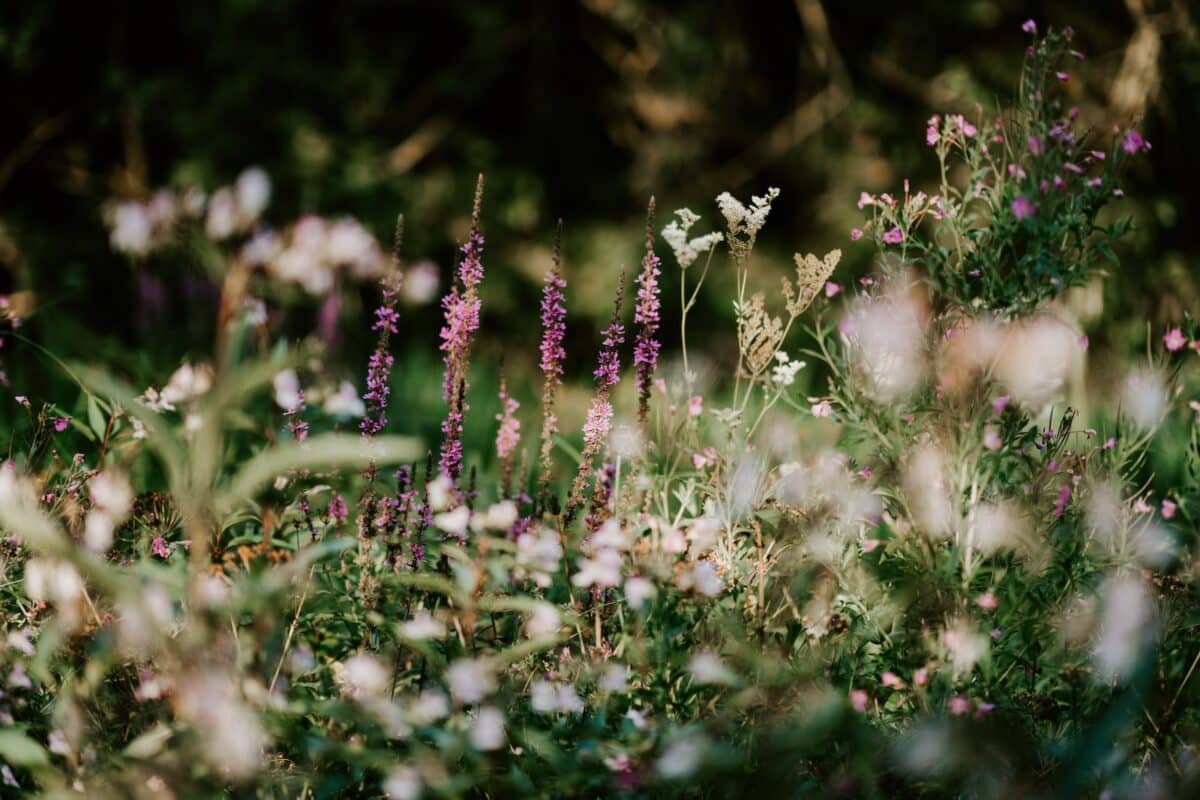 Conseils pour créer un jardin écologique et durable dans votre maison