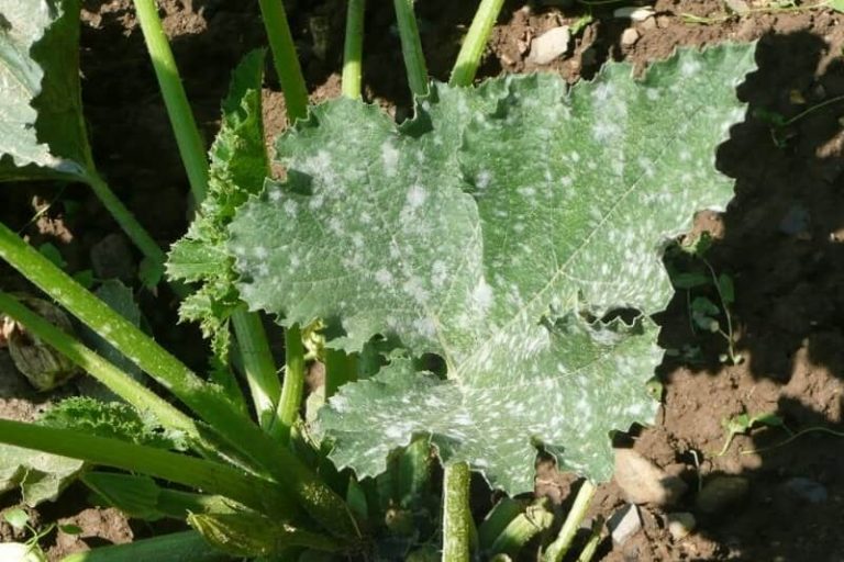 Pourquoi les feuilles de mes plantes blanchissentelles ? Maisonfutureco.fr