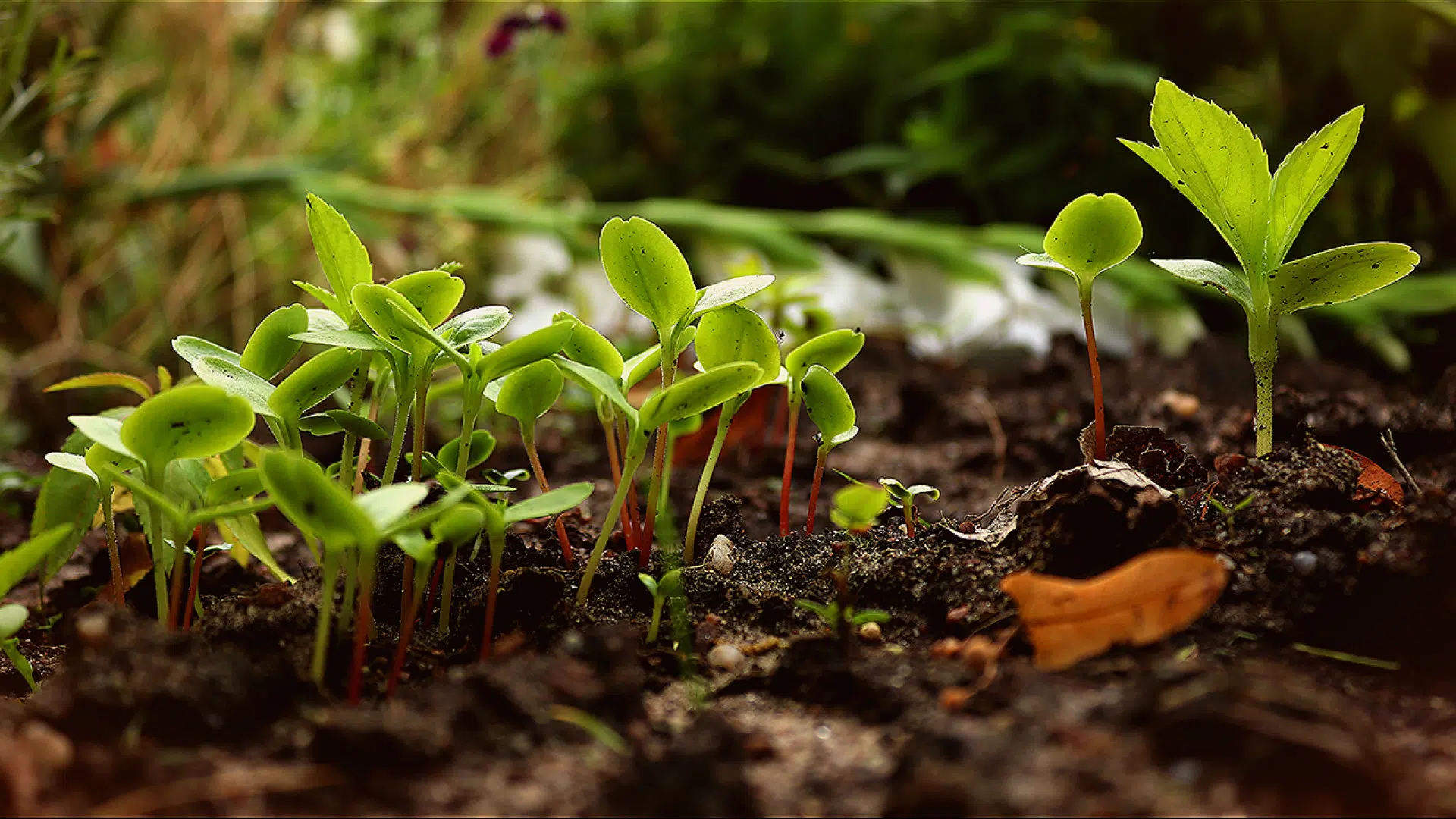 Pourquoi visiter un blog sur la permaculture ?