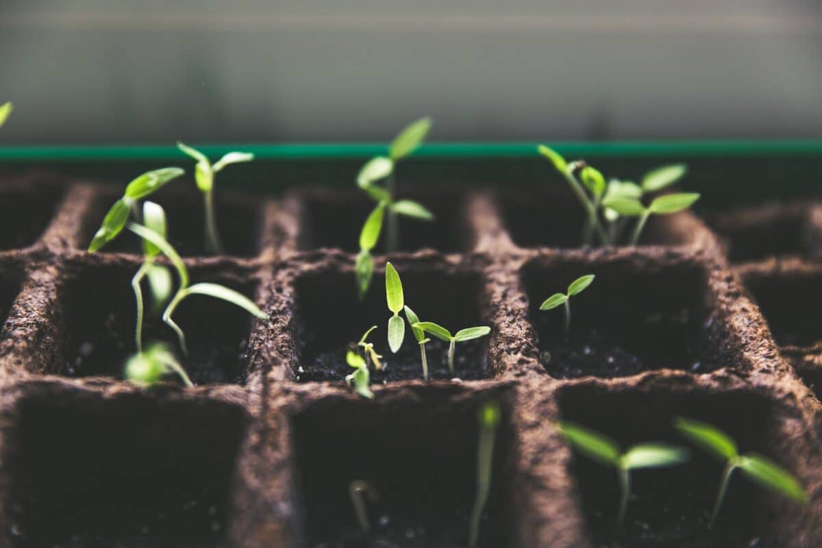 Conseils pour créer un jardin écologique et durable dans votre maison 